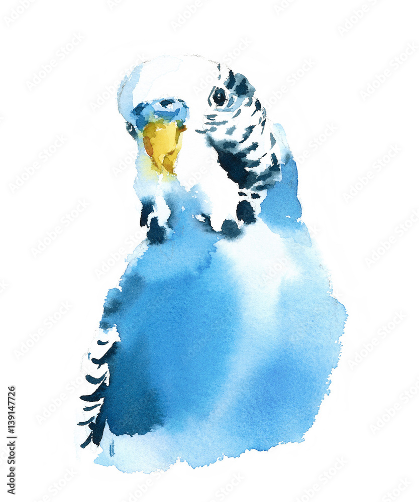 Naklejka premium Watercolor Bird Budgerigar Parakeet Hand Drawn Summer Tropical Illustration isolated on white background