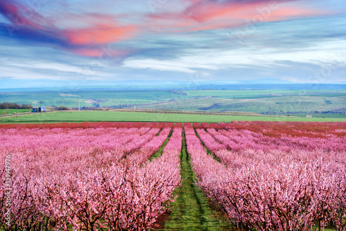 Obraz pole kwitnącej brzoskwini z kolorowymi chmurami