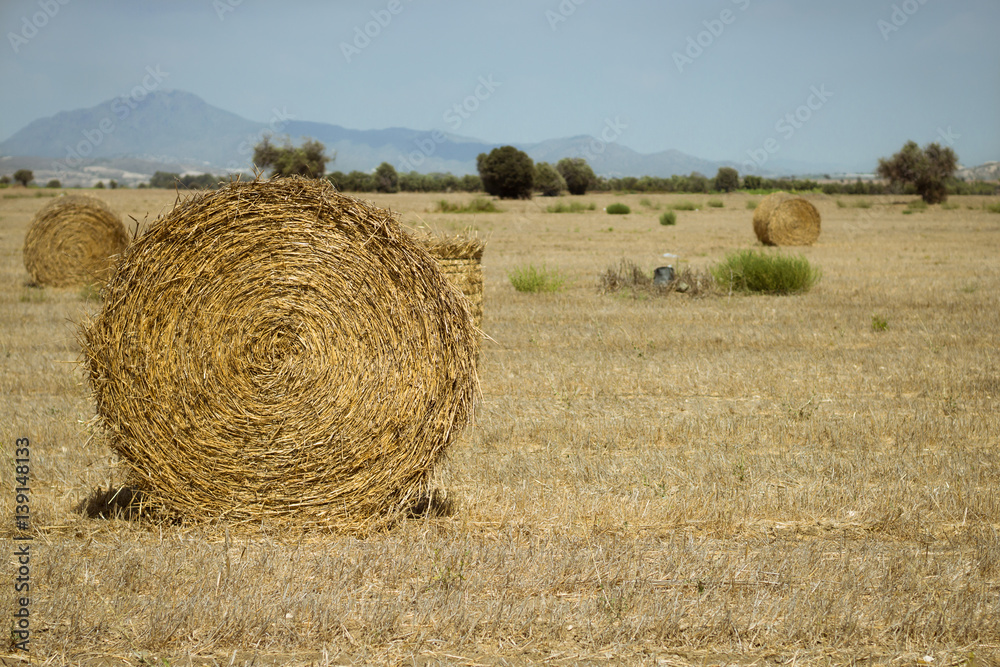 Hale bales field on Cyprus. Sunny summer day. Cyprus symbol. Agriculture and travel concept