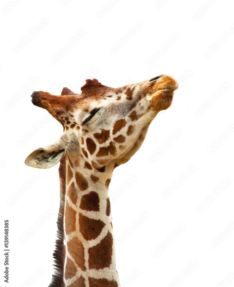 Naklejka premium Humorous Giraffe isolated on white background