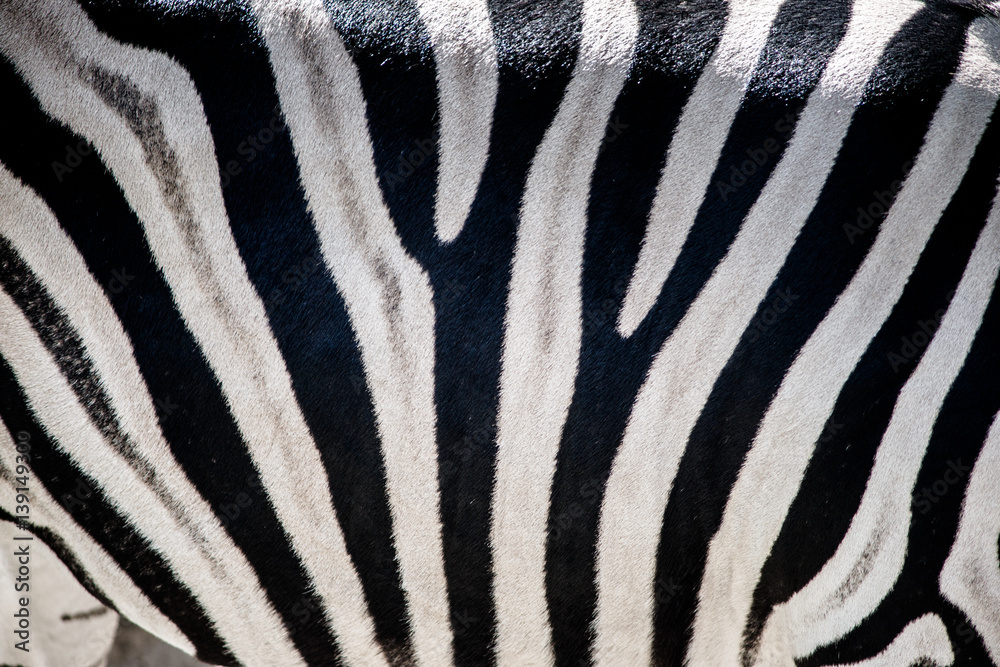 Zebra zbliżenie - obrazy, fototapety, plakaty 