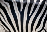 Zebra zbliżenie