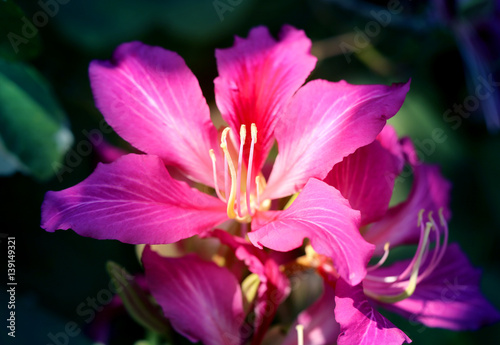Photo of bright pink flower