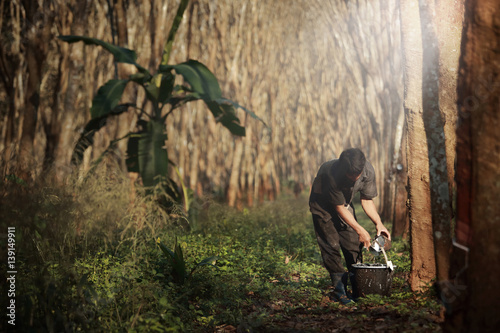 Worker tapping milk latex from  para rubber tree,plantation in Southeast Asia. photo