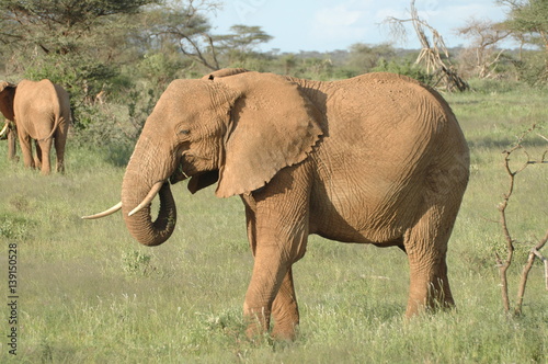 Elephant