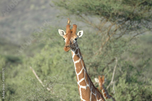 Giraffe & bird