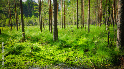 Waterlogged, overgrown forest canopy. Northern woods landscape. Green Summer photo