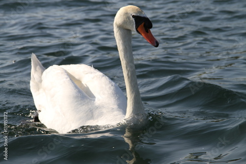 Swan photo