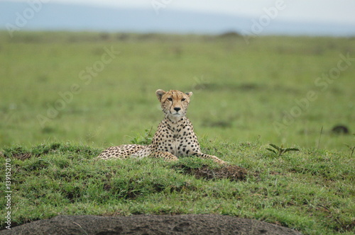 Cheetah