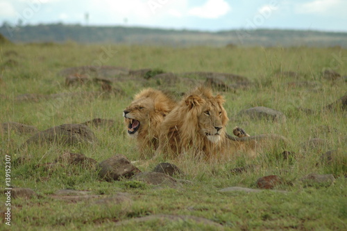 Lions