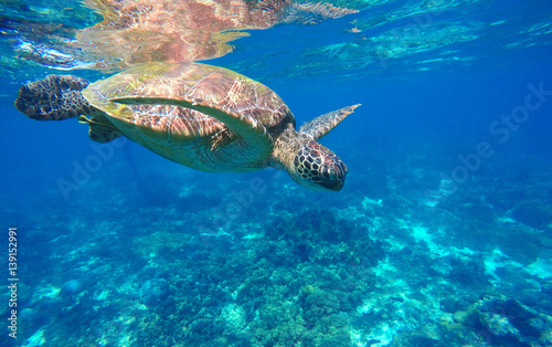 Underwater sea turtle close photo. Green tortoise in blue lagoon. Lovely sea turtle closeup.