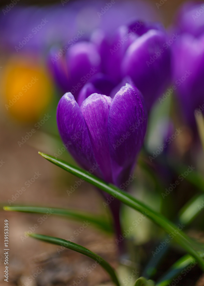 Fototapeta premium Spring crocus in the home garden.