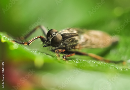 Eyes of insect sitting on green leaf. Closeup macro photo © buharina