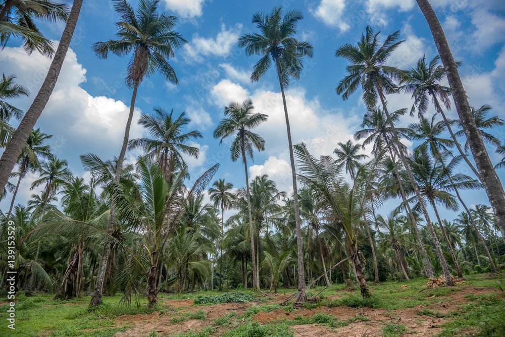 Coconut plantation in Asia