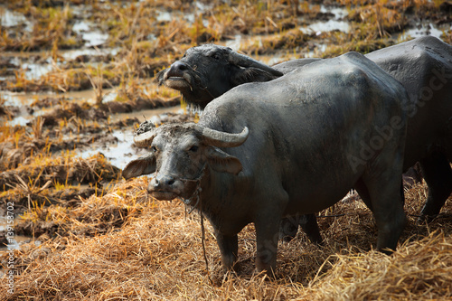 Asian buffalo color toned.Asian buffalo color toned.