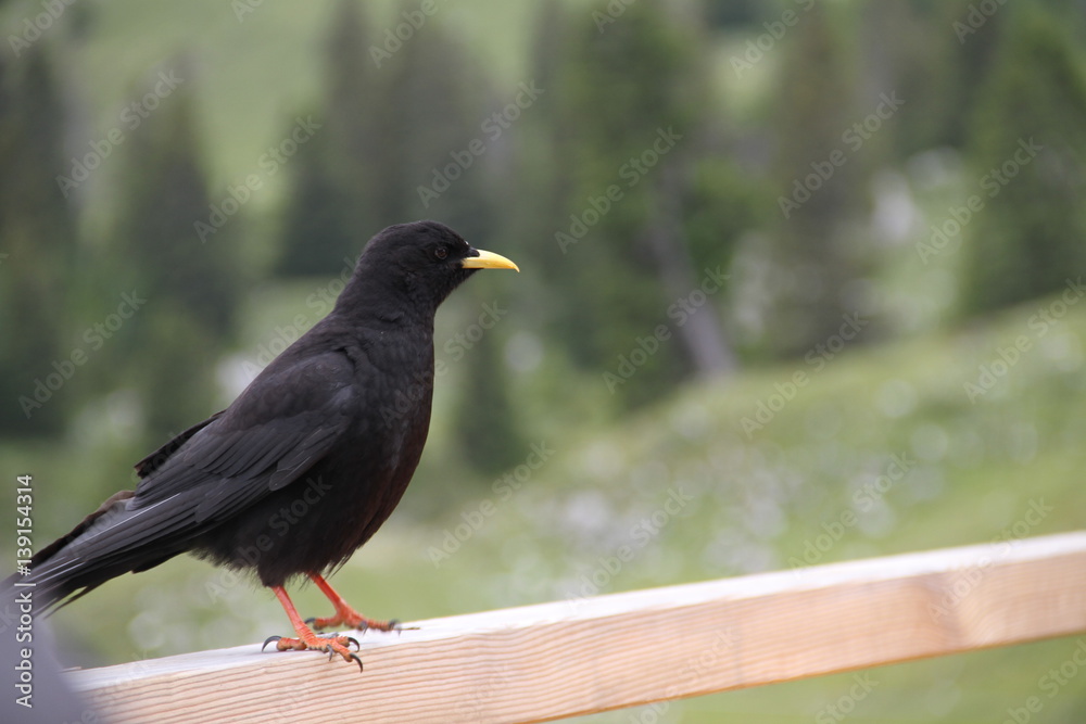 Fototapeta premium contact with a curious bird