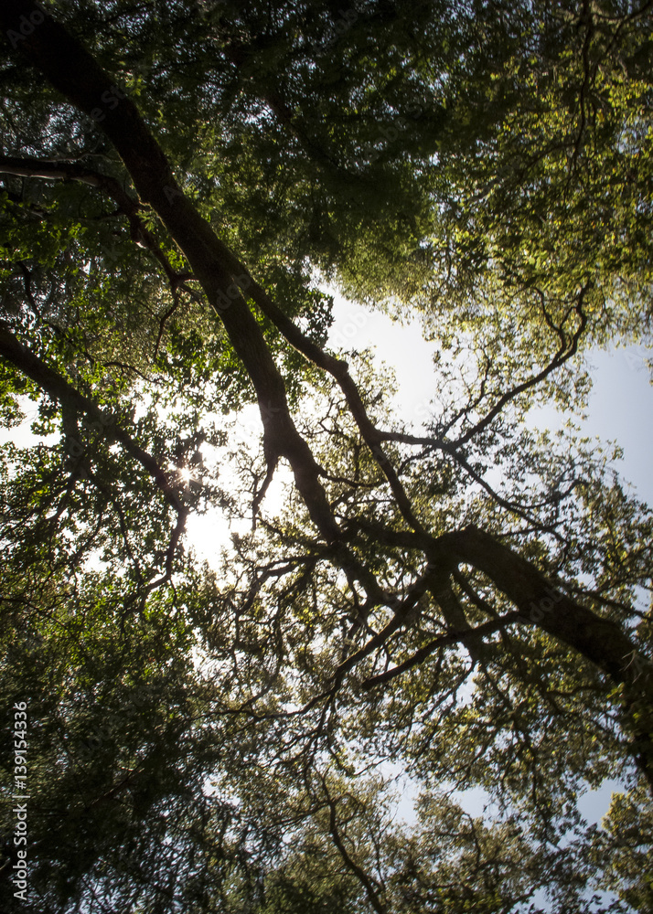 TREE TOPS 2 TREE TOPS 2