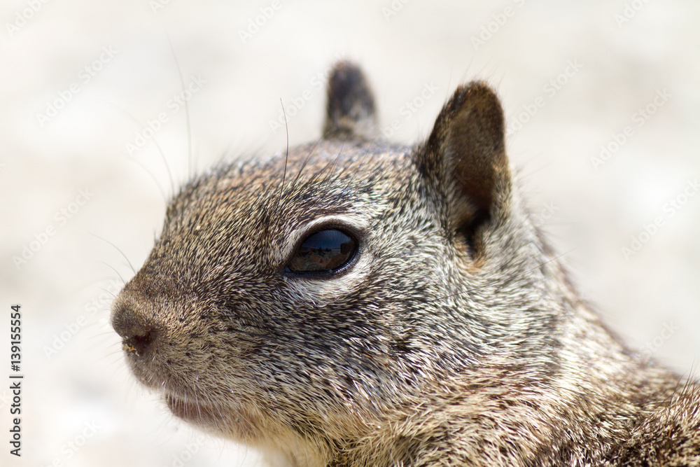 Obraz premium Close-up Squirrel
