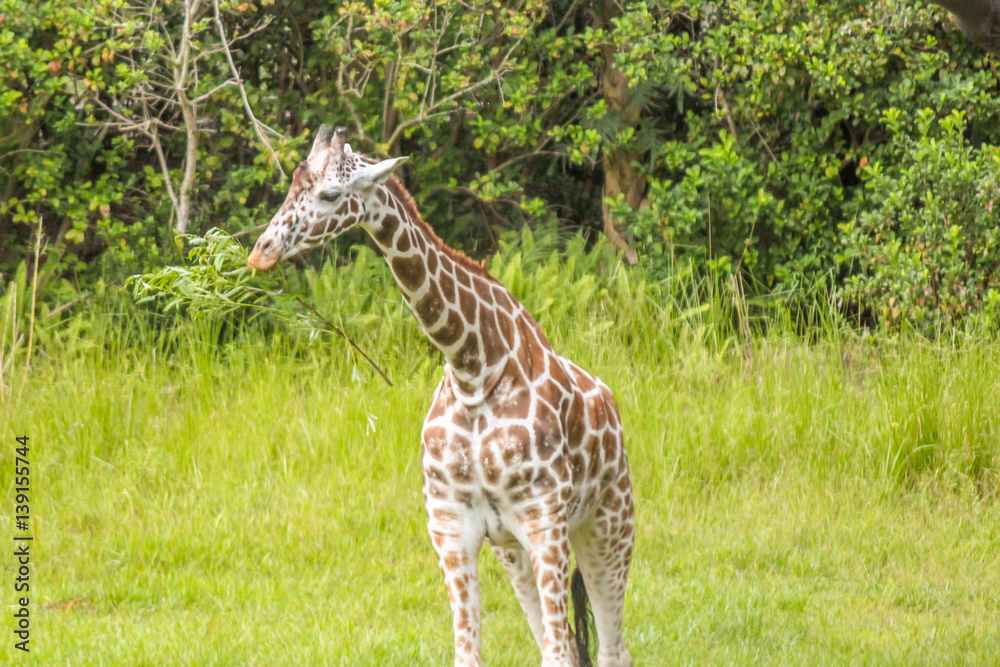 Obraz premium Giraffe Eating from a Tree