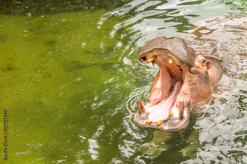 Hippos in the Water Eating with Mouth Open