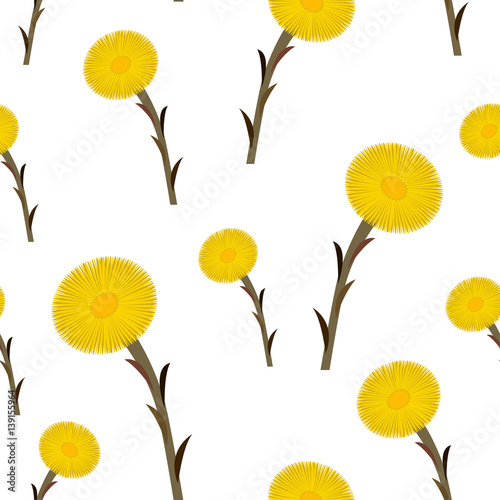 Photos Seamless pattern coltsfoot flowers, vector
