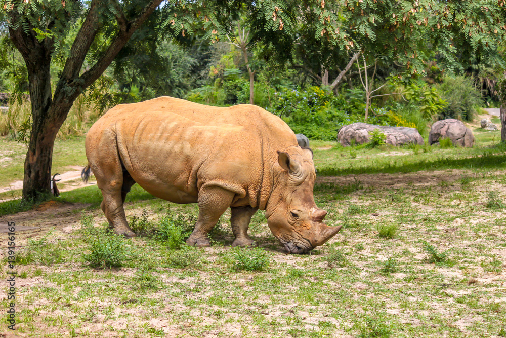 Naklejka premium White Rhino Eating Alone