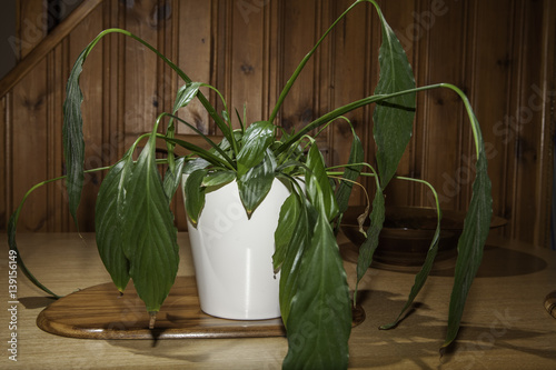 Photography Dehydrated house plant with drooping leaves