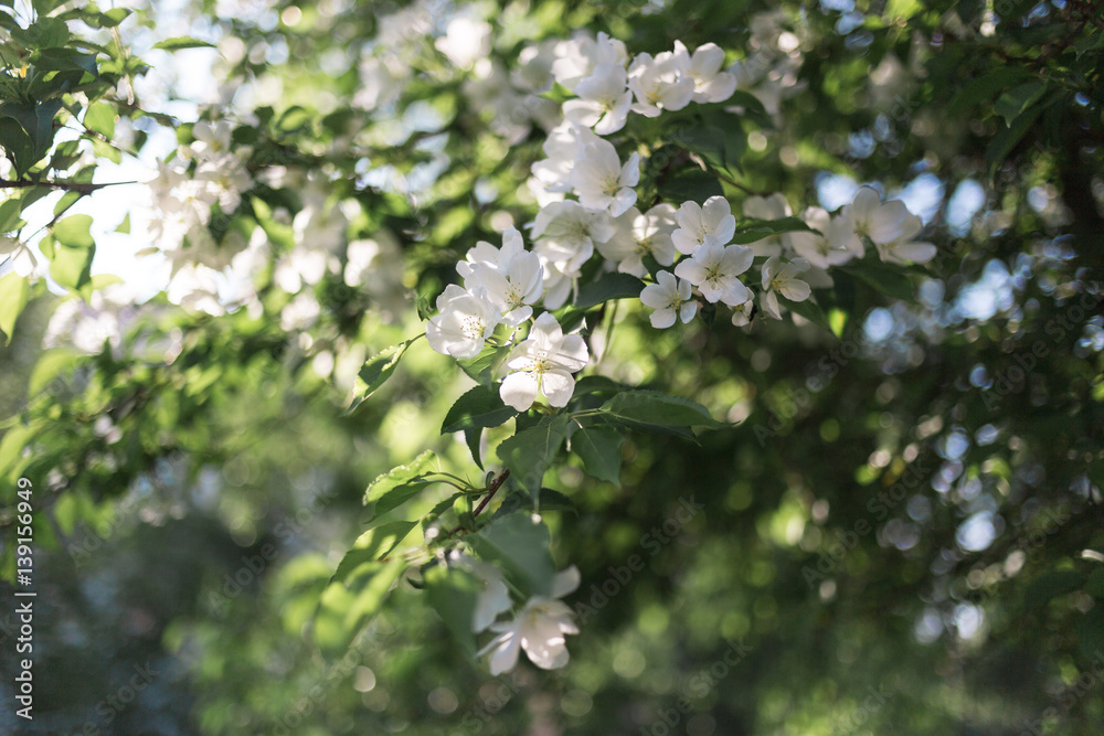 Flowering branch of apple tree Flowering branch of apple tree