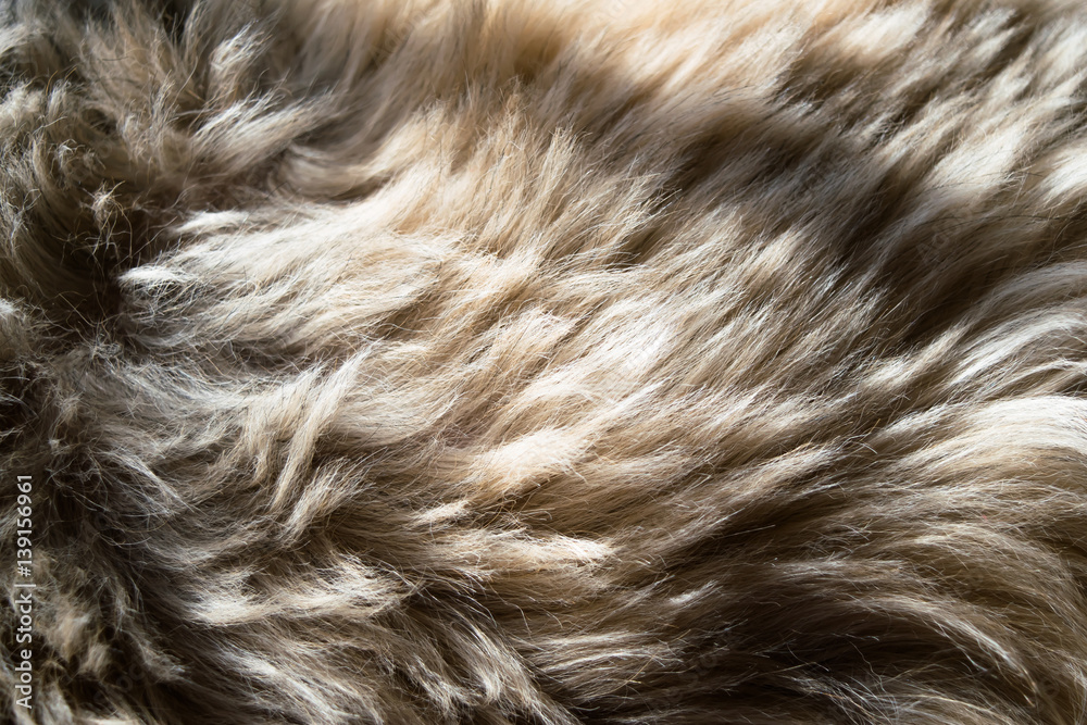 Animal hair. Animal hair.