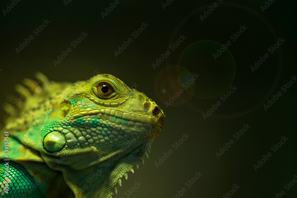 Obraz premium Macro of green iguana