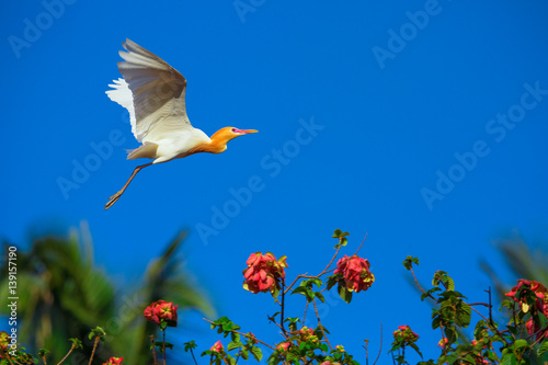 Flying  white heron - Bali, Indonesia © EvanTravels