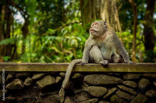 Monkey in Ubud Bali