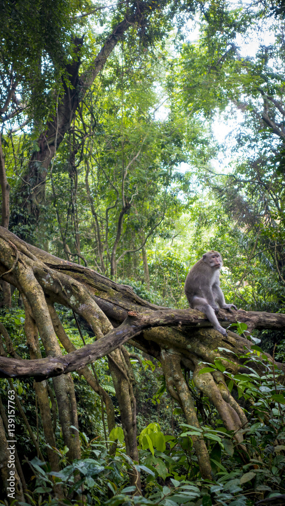 Bali Monkeys