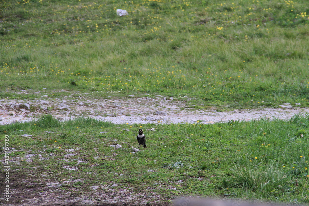 Magpie Magpie