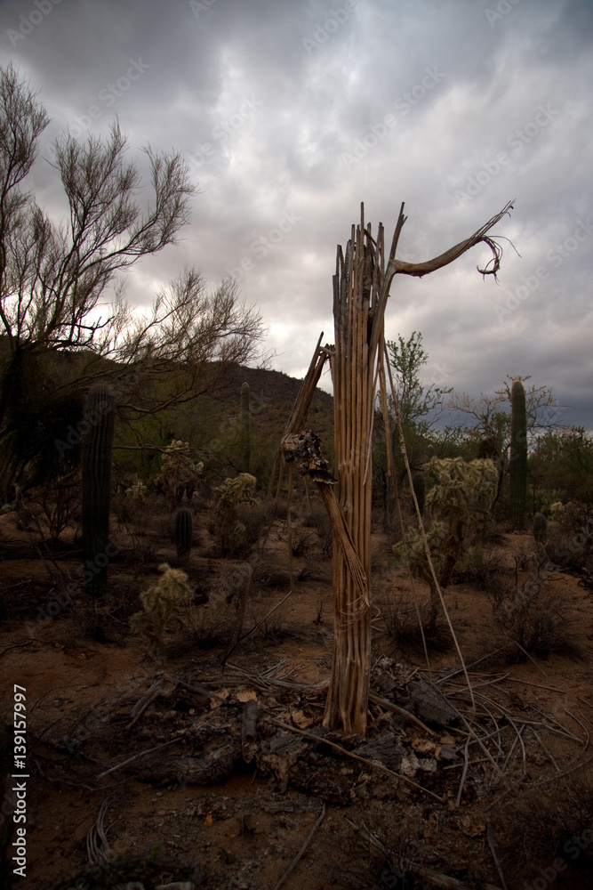 Dead Saguaro standing