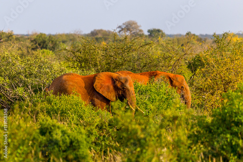 Photography Red elephants of Tsavo, Kenya