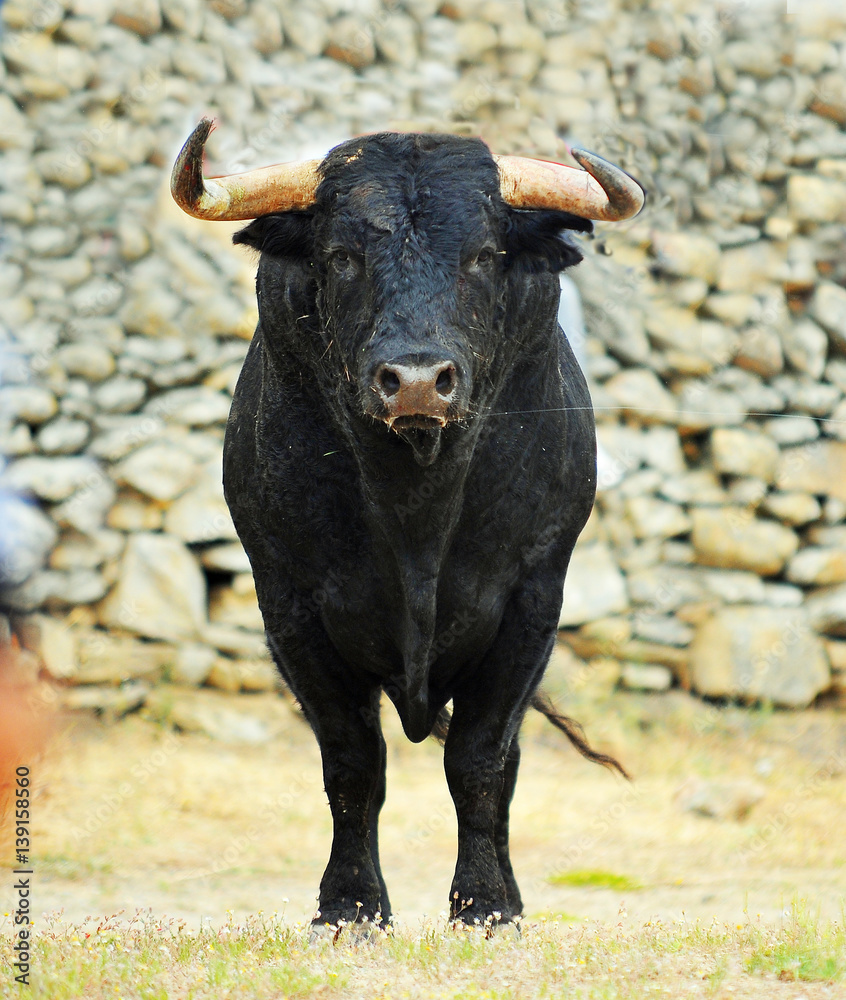 bull Stock Photo Adobe Stock
