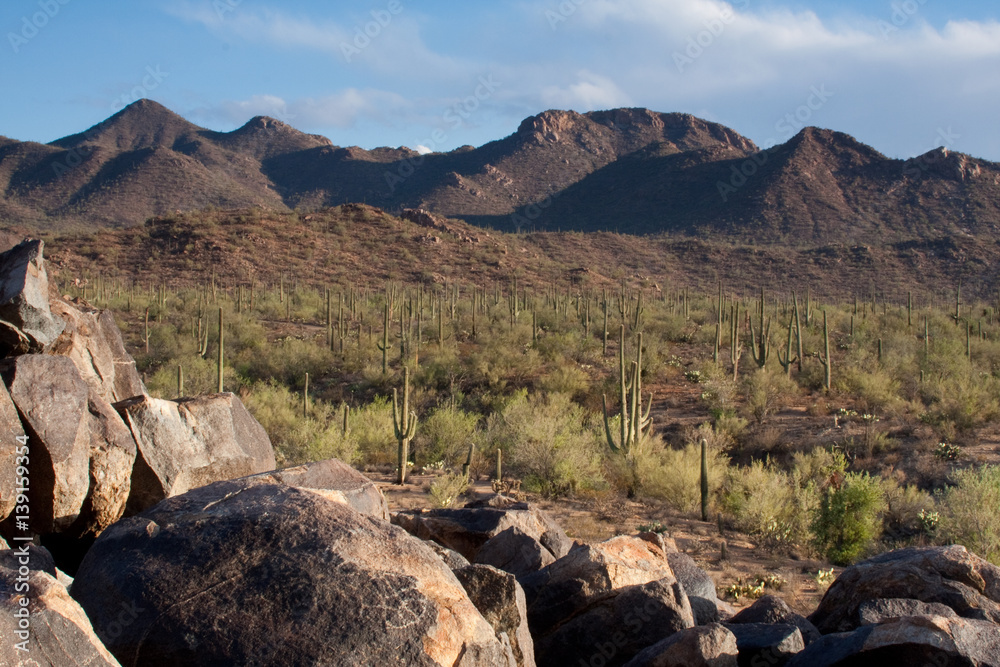 Saguaro forest