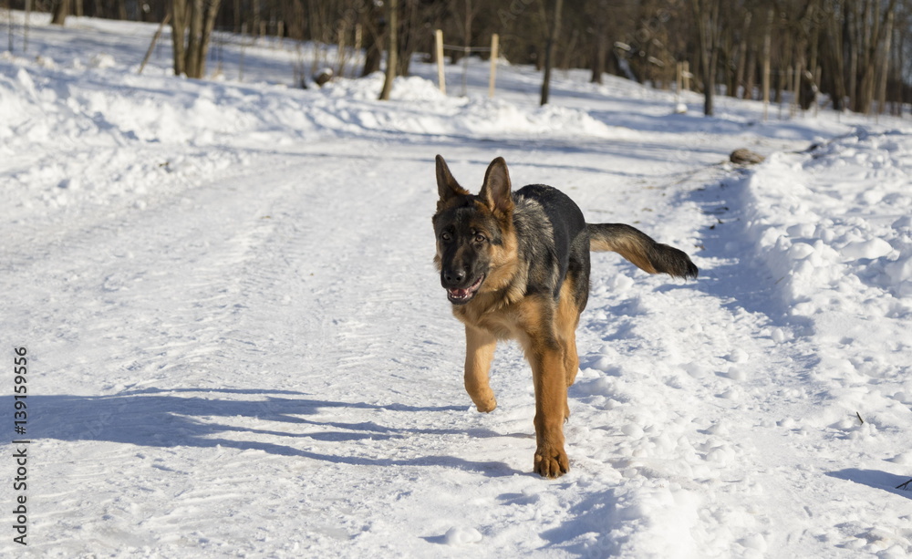 Dog runs in the winter park Dog runs in the winter park