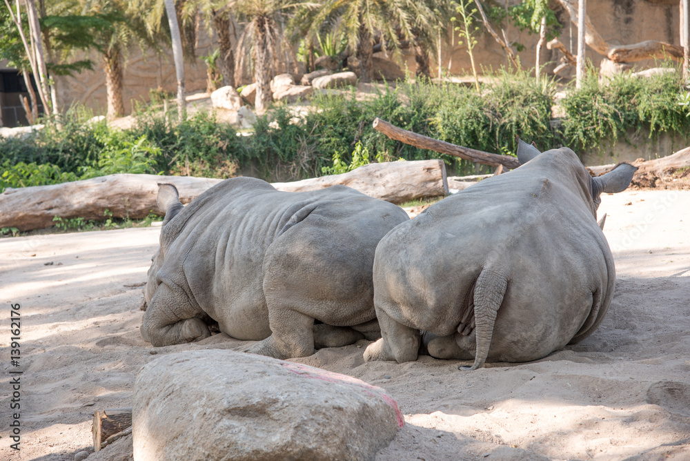 Obraz premium Rhinoceros