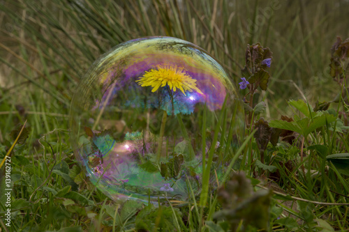 Dandelion bubble