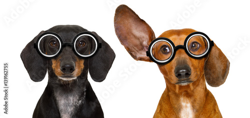 couple of dumb nerd silly dachshunds