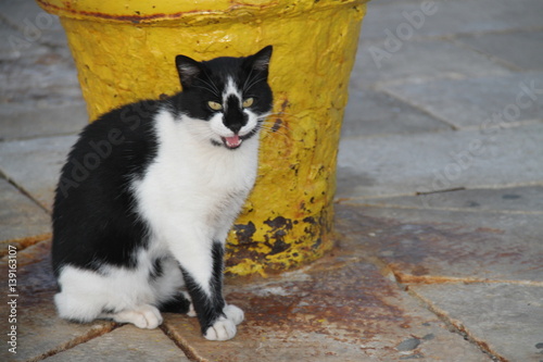 Cat cute port sea ocean