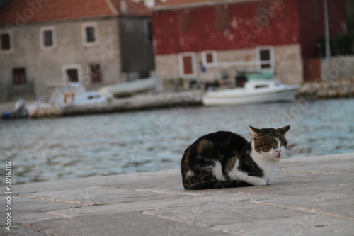 Cat cute port sea ocean