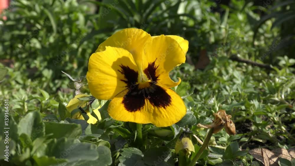 Beautiful yellow and black flowers. Beautiful yellow and black flowers.