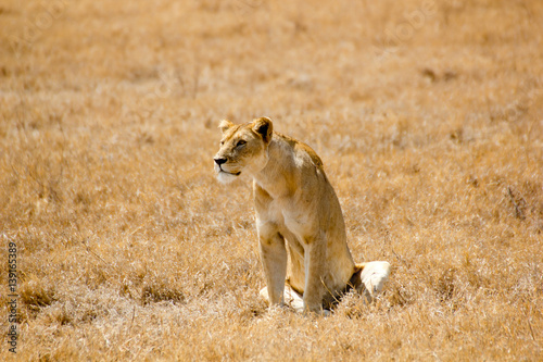 Tanzania Lioness