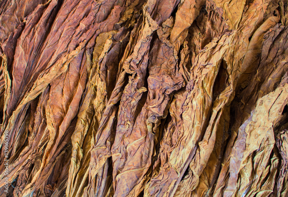 Tobacco leaves pile on eco shop display. Dried raw leaves of tobacco for handmade cigarettes