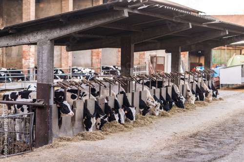 Stalla con fila di mucche pezzate allineate che mangiano il fieno photo
