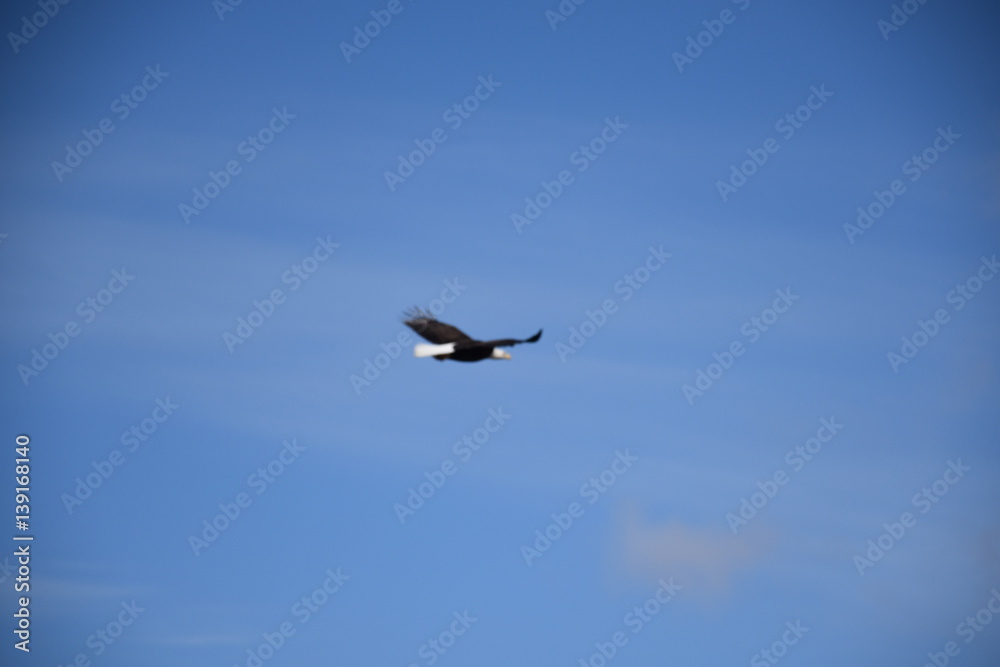 Obraz premium Bald Eagle