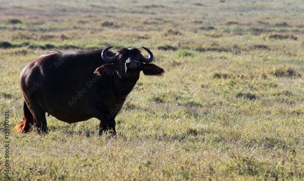 A lone cape buffalo on the Masai Mara in Kenya A lone cape buffalo on the Masai Mara in Kenya